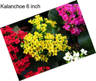 Kalanchoe 6 inch