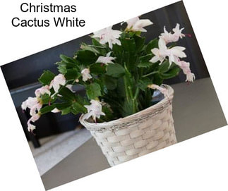 Christmas Cactus White