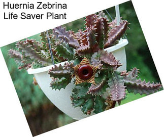 Huernia Zebrina Life Saver Plant