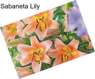 Sabaneta Lily