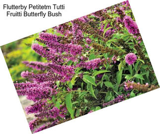 Flutterby Petitetm Tutti Fruitti Butterfly Bush