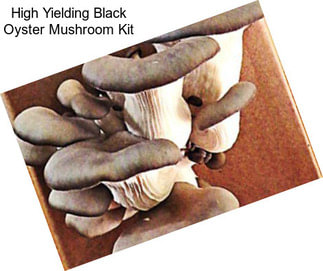 High Yielding Black Oyster Mushroom Kit