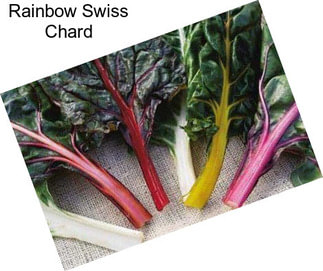 Rainbow Swiss Chard