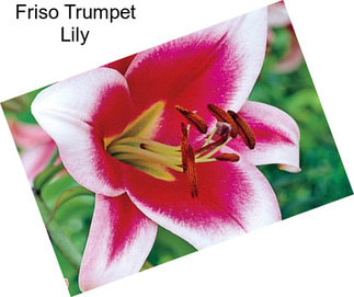 Friso Trumpet Lily