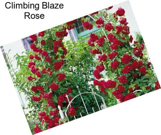 Climbing Blaze Rose