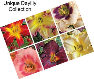 Unique Daylily Collection