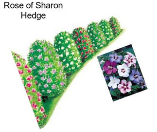 Rose of Sharon Hedge