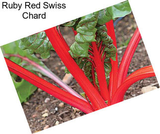 Ruby Red Swiss Chard