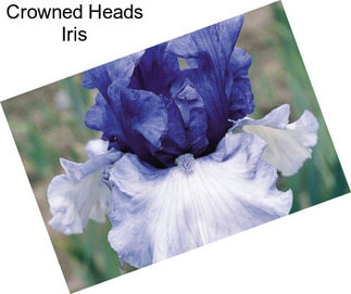 Crowned Heads Iris