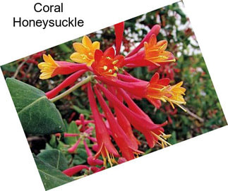 Coral Honeysuckle