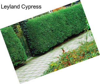 Leyland Cypress