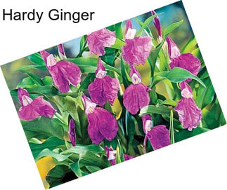 Hardy Ginger