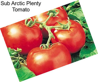 Sub Arctic Plenty Tomato