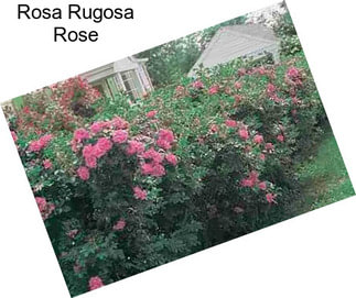 Rosa Rugosa Rose