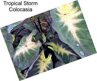 Tropical Storm Colocasia