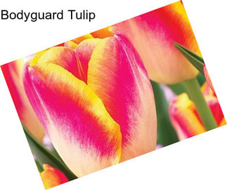 Bodyguard Tulip