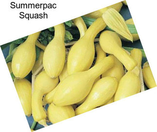 Summerpac Squash