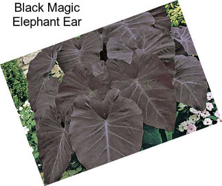 Black Magic Elephant Ear