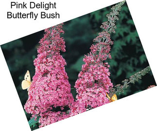 Pink Delight Butterfly Bush