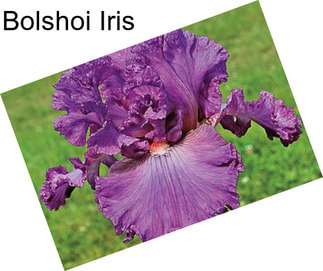Bolshoi Iris
