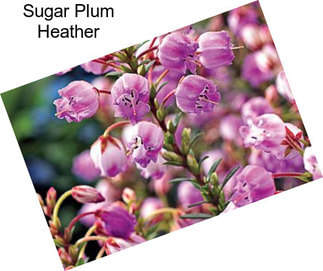 Sugar Plum Heather