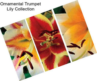 Ornamental Trumpet Lily Collection