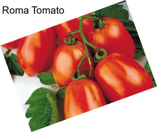 Roma Tomato