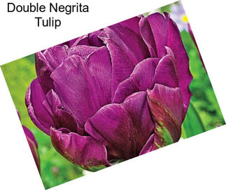 Double Negrita Tulip