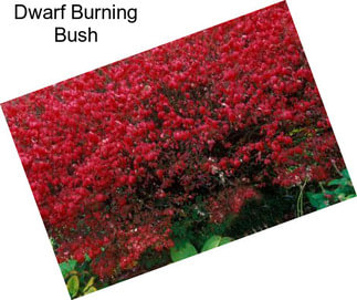 Dwarf Burning Bush