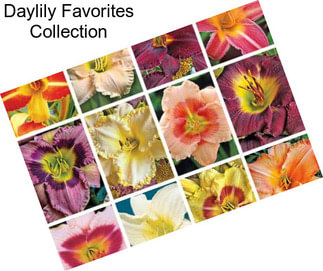 Daylily Favorites Collection