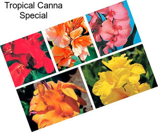 Tropical Canna Special