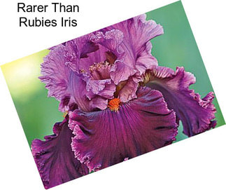 Rarer Than Rubies Iris