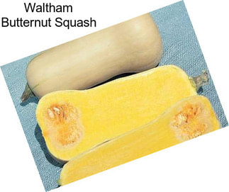 Waltham Butternut Squash