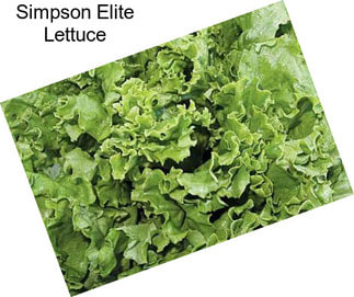 Simpson Elite Lettuce