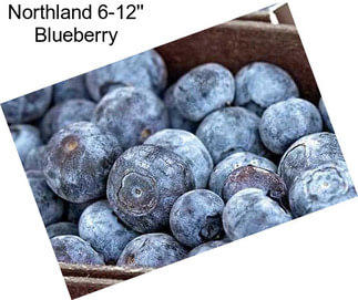 Northland 6-12\'\' Blueberry