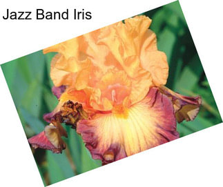 Jazz Band Iris