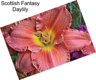 Scottish Fantasy Daylily