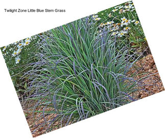 Twilight Zone Little Blue Stem Grass