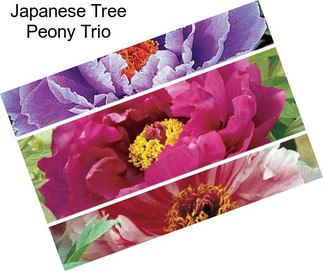 Japanese Tree Peony Trio