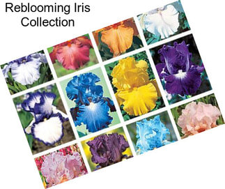 Reblooming Iris Collection