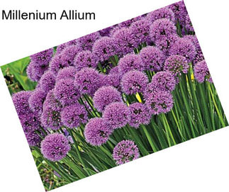 Millenium Allium