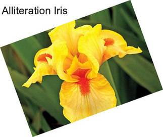 Alliteration Iris