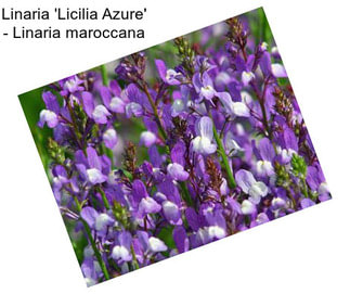 Linaria \'Licilia Azure\' - Linaria maroccana