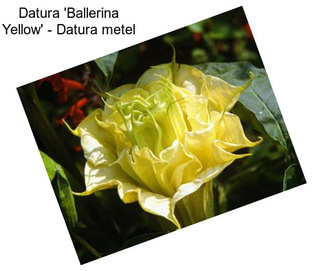 Datura \'Ballerina Yellow\' - Datura metel