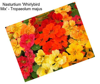Nasturtium \'Whirlybird Mix\' - Tropaeolum majus