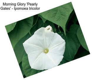 Morning Glory \'Pearly Gates\' - Ipomoea tricolor