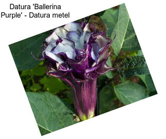 Datura \'Ballerina Purple\' - Datura metel