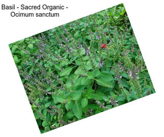 Basil - Sacred Organic - Ocimum sanctum