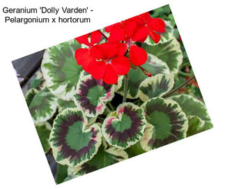 Geranium \'Dolly Varden\' - Pelargonium x hortorum