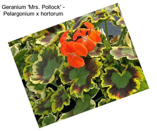 Geranium \'Mrs. Pollock\' - Pelargonium x hortorum